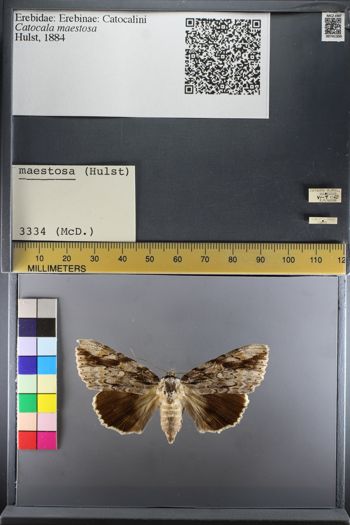 Media type: image;   Entomology 741300